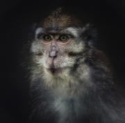 2nd Aug 2020 - macaque
