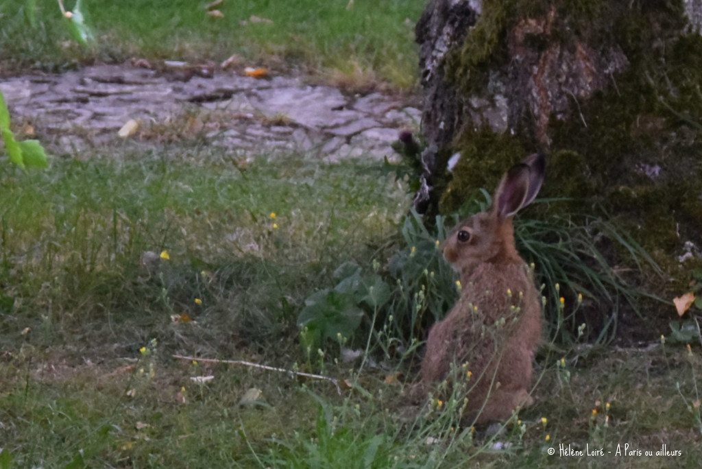 Young hare by parisouailleurs