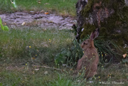 31st Jul 2020 - Young hare