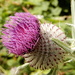 Thistle by busylady