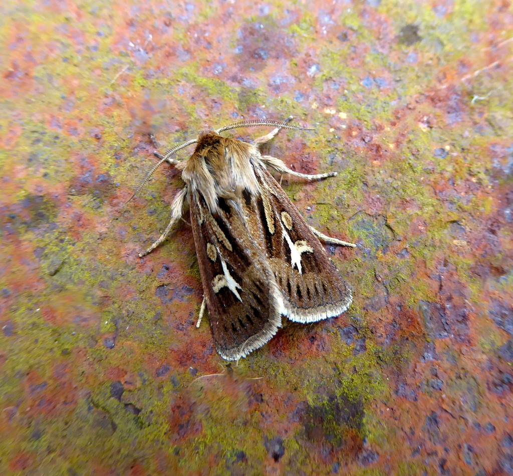 Antler moth by steveandkerry