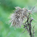 droopy thistle  by ulla