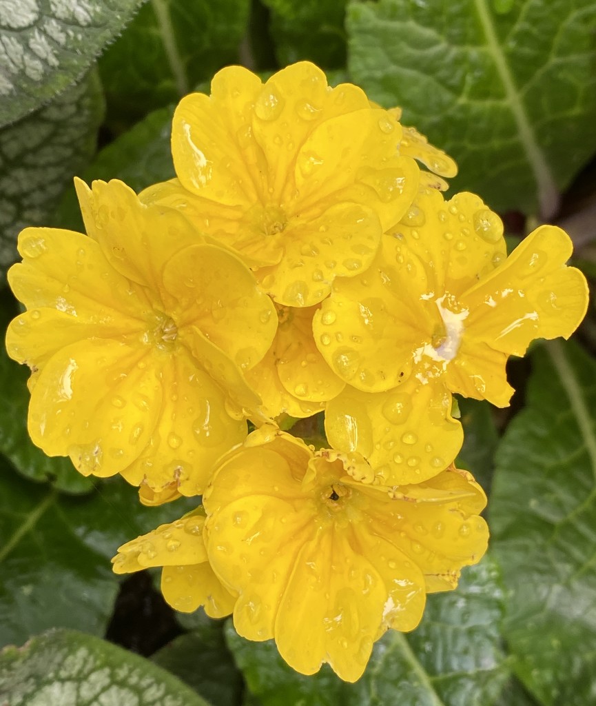 Primula by tinley23