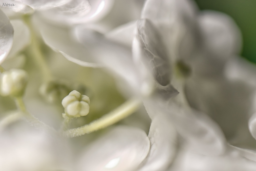 Hydrangea flowers by novab