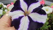 2nd Aug 2020 - Purple and white petunia.