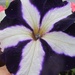 Purple and white petunia. by grace55