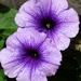 Petunia by fishers