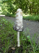 2nd Aug 2020 - Shaggy ink cap