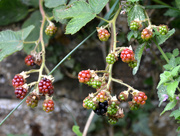 2nd Aug 2020 - Blackberries