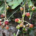 Blackberries by arkensiel