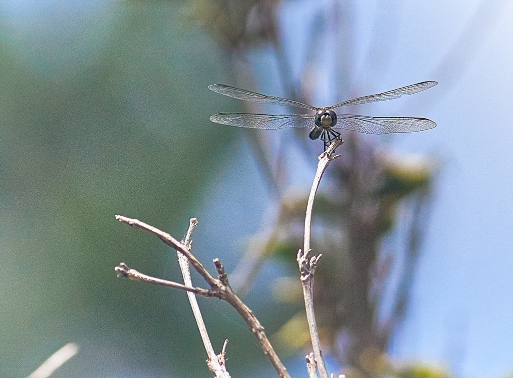 Dragonfly Head On by gardencat