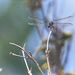 Dragonfly Head On by gardencat
