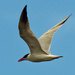 Caspian tern  by rminer