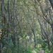 Along the GR34 trail : the woods by etienne