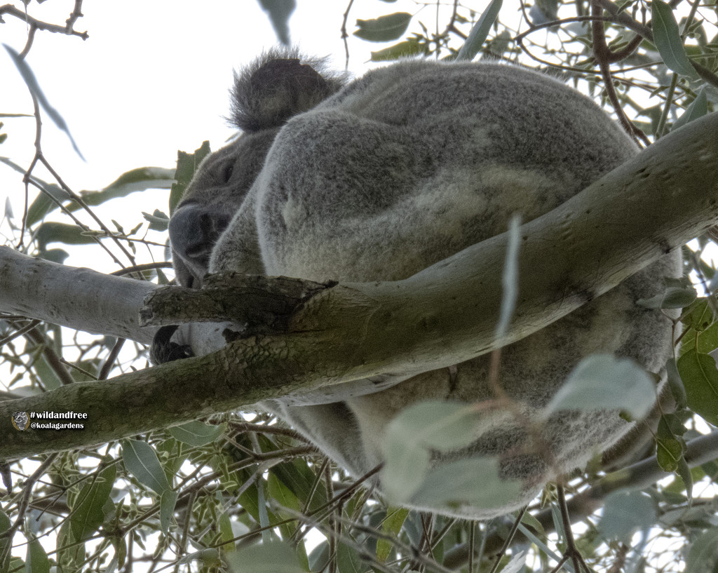Hugo on high by koalagardens