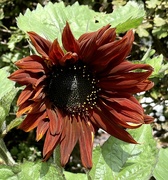 29th Jul 2020 - Unusual sunflower