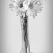 Floral with Vase by sprphotos