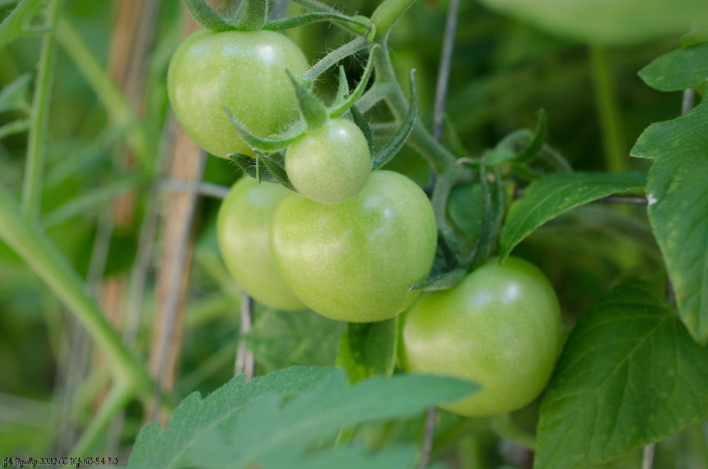 8.2 Tomatoes by byrdlip