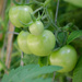 8.2 Tomatoes by byrdlip