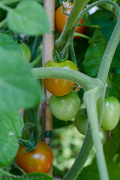 2nd Aug 2020 - 8.2 Tomatoes