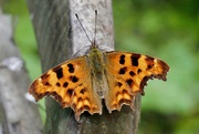 2nd Aug 2020 - COMMA BUTTERFLY