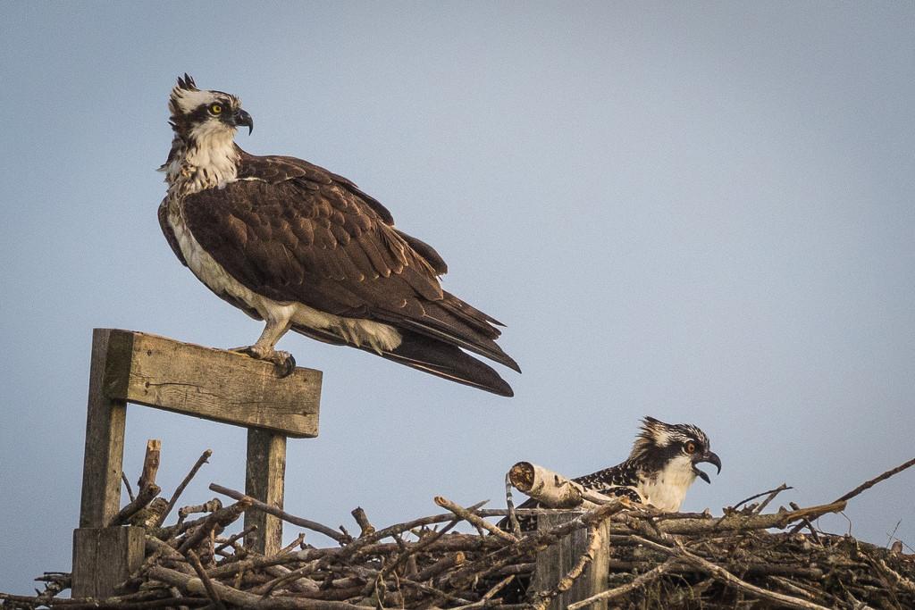 Osprey and the Next Generation by mgmurray