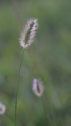 2nd Aug 2020 - Grass in the sun