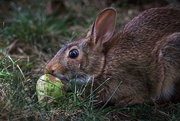 2nd Aug 2020 - A hare with a pear