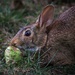 A hare with a pear by berelaxed