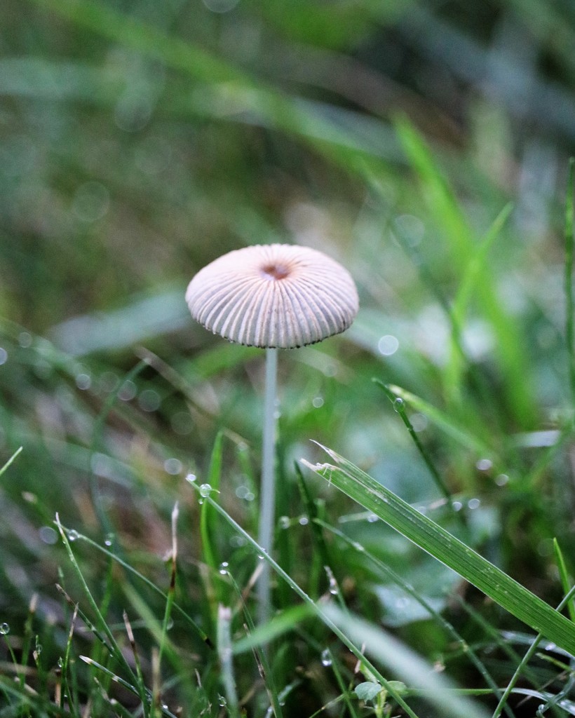 July 31: Mushroom by daisymiller