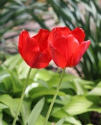 11th Apr 2020 - April 11: Tulips