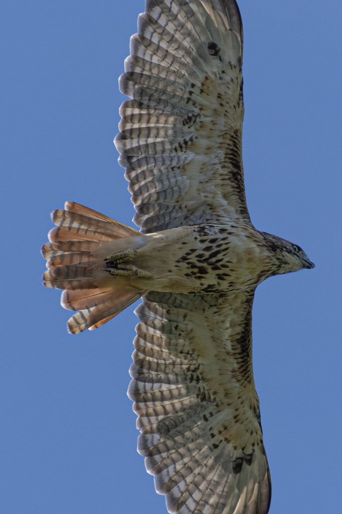 Red-Tailed Hawk by timerskine
