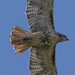 Red-Tailed Hawk by timerskine