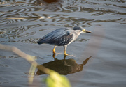 3rd Aug 2020 - Straits Heron 