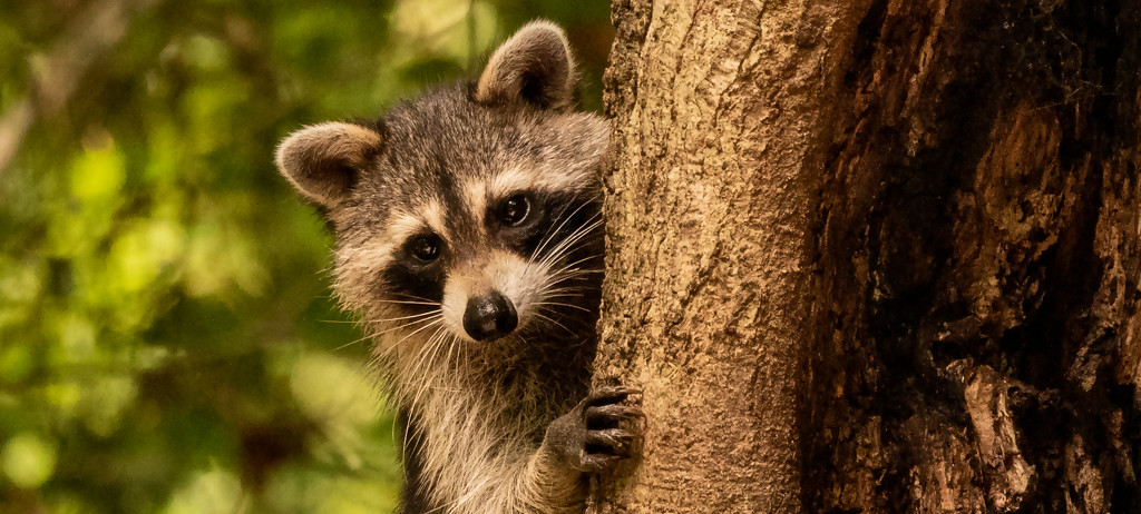 Rocky Raccoon Posing for Me! by rickster549