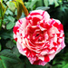 Scentimental Rose by loweygrace