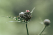 2nd Aug 2020 - just thistle...