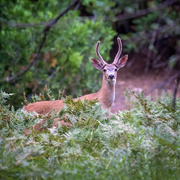 2nd Aug 2020 - Curious Young Buck