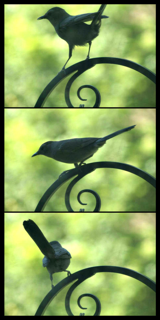 Bird collage 2 by mcsiegle
