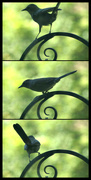 2nd Aug 2020 - Bird collage 2