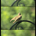 Bird collage 1 by mcsiegle