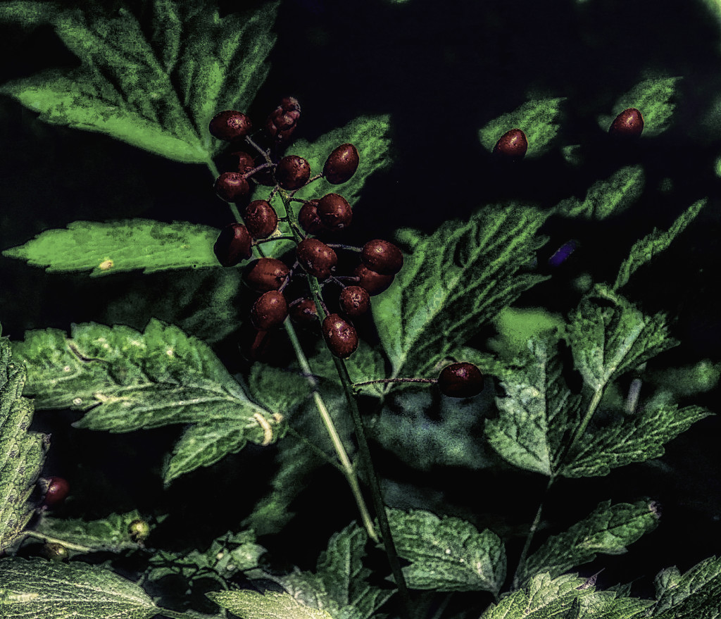 Red Berries by joysfocus