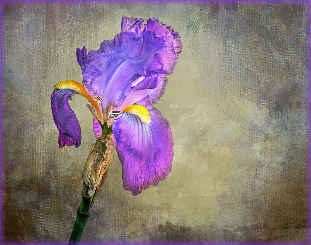 A lone Iris by ludwigsdiana