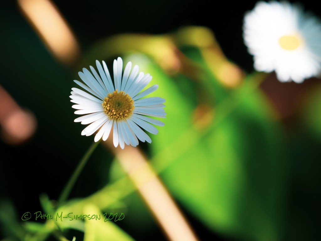 Tiny Bloom  by elatedpixie