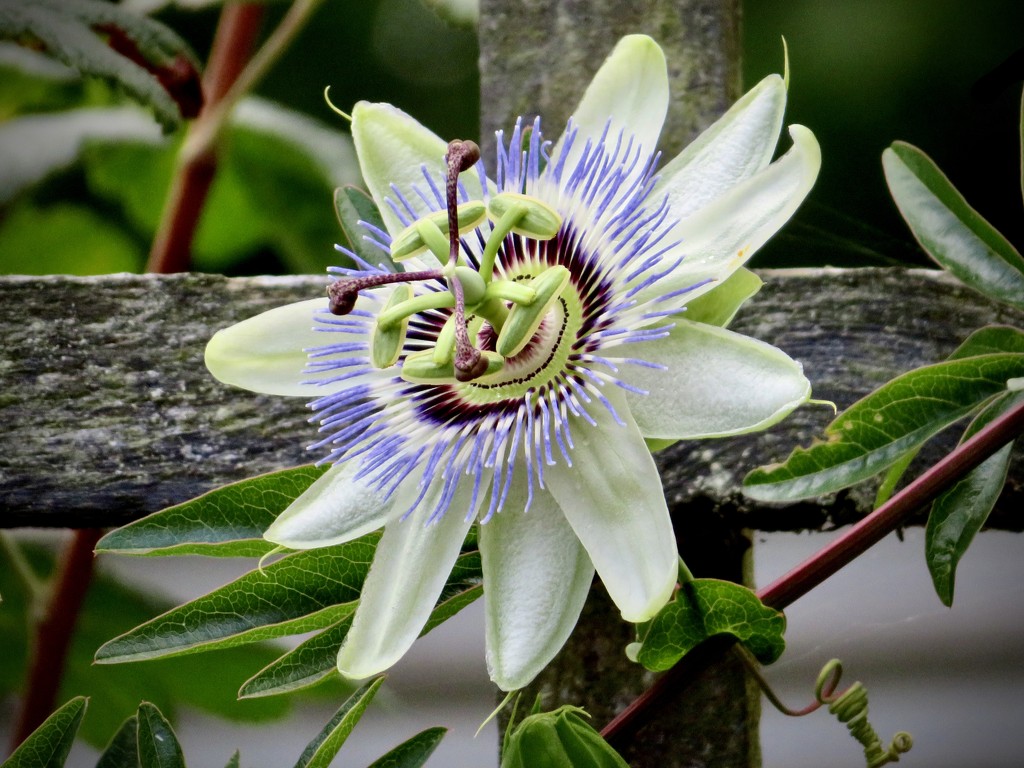 Passiflora by lellie