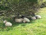 2nd Aug 2020 - Sheep Under a Tree
