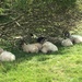 Sheep Under a Tree by cataylor41