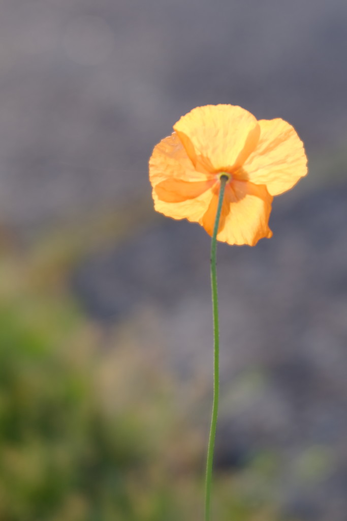 The loneliest Poppy by mattjcuk