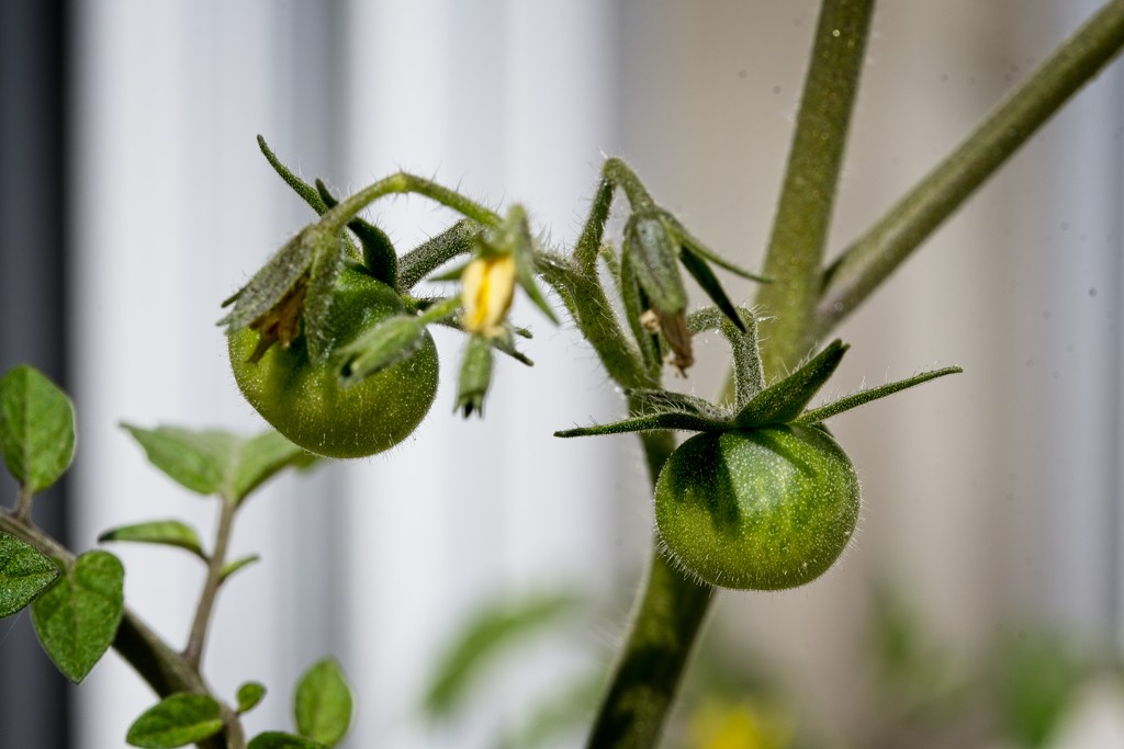 New Tomatoes by billyboy
