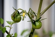 3rd Aug 2020 - New Tomatoes